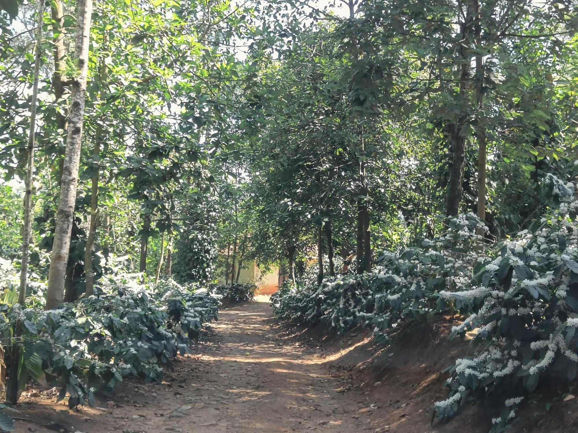 Jp Homestay Somwarpet Coorg Hangal Exterior foto